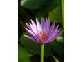 Purple water lily 1